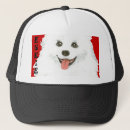 Recherche de esquimau Spitz