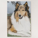 Recherche de colley puzzles Chien de mouton