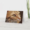 Recherche de séance de chat Chaton