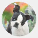 Recherche de boston terrier dog autocollants Mignon