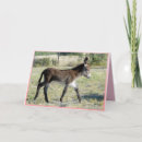 Recherche de burros Mignon