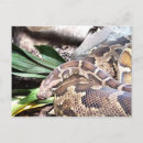 Recherche de python cartes postales Zoo