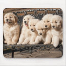 Recherche de chiot golden retriever tapis souris D'or
