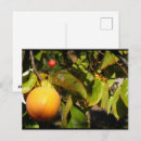 Recherche de kaki cartes postales Pour tous
