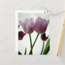 Recherche de tulipe rouge cartes postales Rose