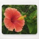 Recherche de hibiscus tapis souris Fleur d'hibiscus
