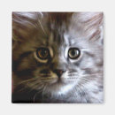 Zoek naar maine coon magneten Schattig