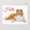 Recherche de chiot colley cartes postales Chiots