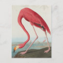 Recherche de john james audubon cartes postales Flamant
