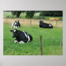 Recherche de cow posters Pour elle
