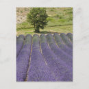 Recherche de production cartes postales Fleur