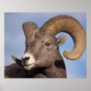 Recherche de steve art Faune