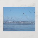 Recherche de mouettes cartes postales Vol