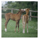 Recherche de cheval de pur sang Barrière