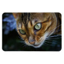 Recherche de chat sauvage magnets Chaton