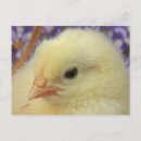 Recherche de poussins jaunes cartes postales Chic