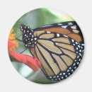 Recherche de espèces magnets Papillon