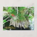 Recherche de mangroves cartes postales Arbre