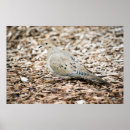 Recherche de colombe de deuil posters Nature