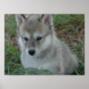 Recherche de chiot de loup Loups