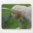 Recherche de chiots golden retriever tapis souris D'or plat enduit
