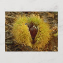 Zoek naar sweet briefkaarten Vrucht