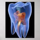 Zoek naar menselijk lichaamsdeel posters Wortel