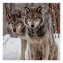 Recherche de loups gris posters Faune