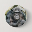 Zoek naar chimpansee buttons Dier