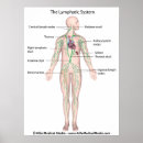 Recherche de système lymphatique posters Anatomie