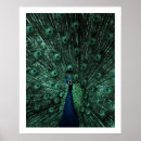 Zoek naar pauw foto posters Blauw