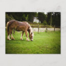 Recherche de cheval belge cartes postales Tirant d'eau