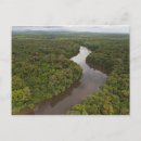 Recherche de forêt tropicale cartes postales Rivière