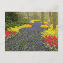 Recherche de muscari cartes postales Bleu