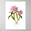 Recherche de orchidée de cattleya posters Flore