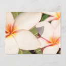 Zoek naar plumeria briefkaarten Tropisch