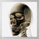 Recherche de anatomie de dents posters Squelette