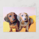 Recherche de dachsund cartes postales Chien