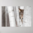 Zoek naar grijze wolf posters Horizontaal