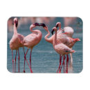 Recherche de comportement magnets Animal