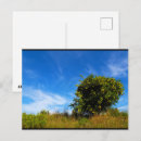 Zoek naar mandarijn briefkaarten Natuur