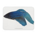 Recherche de siamois magnets Bleu
