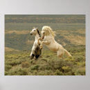 Recherche de stallion posters Ranch