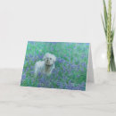 Recherche de bichon vœux cartes Animaux domestiques