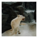 Recherche de loups blancs posters Nature