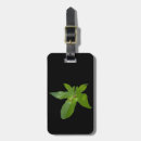 Recherche de raisins bagages étiquettes Vert
