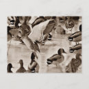 Recherche de canard blanc cartes postales Colvert