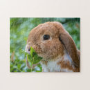 Recherche de lapins puzzles Amoureux des animaux