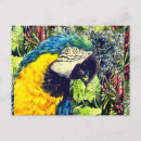 Recherche de peinture perroquet cartes postales Exotique