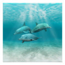 Recherche de de dauphin posters Dauphins